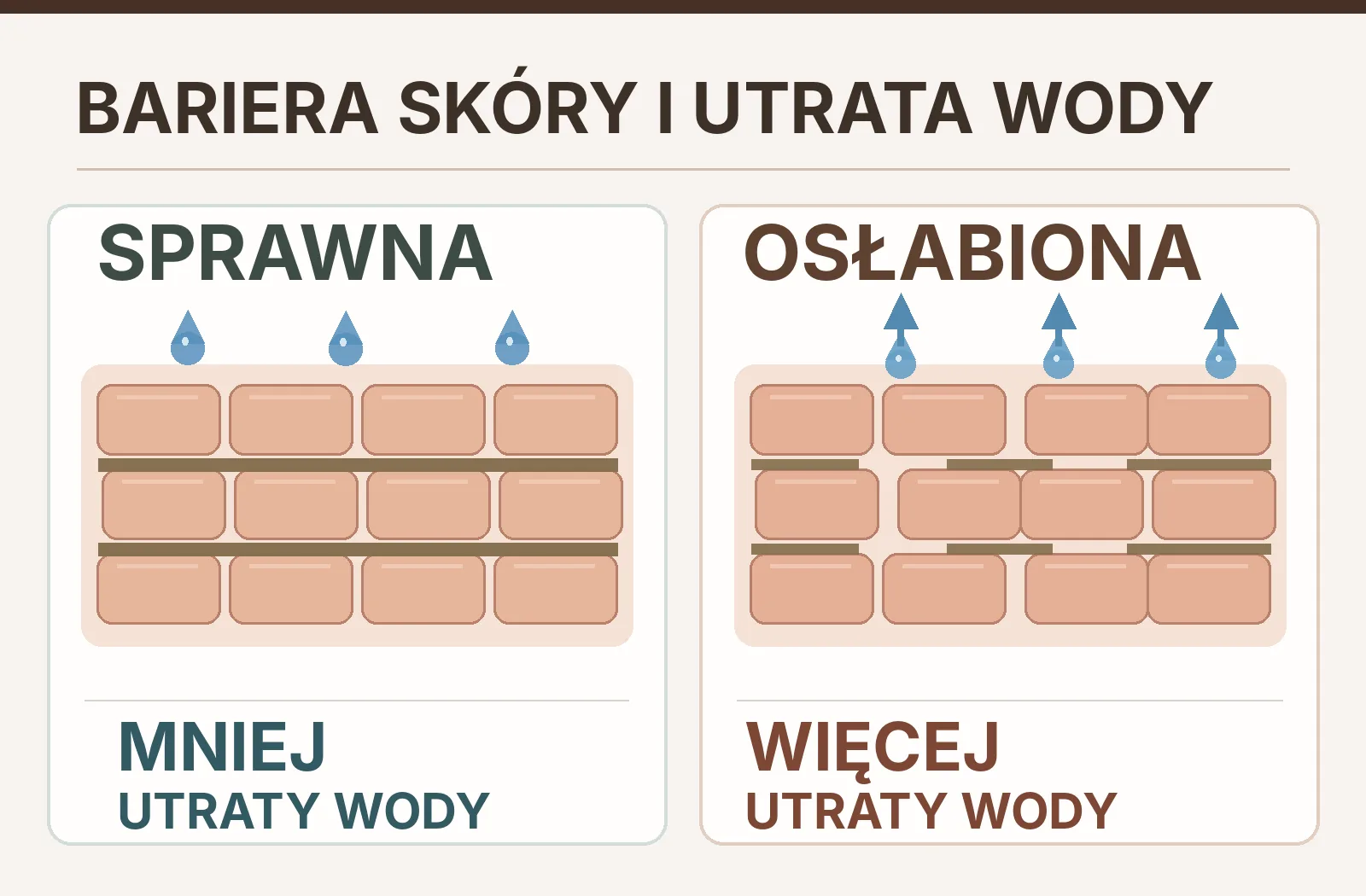 Schemat bariery skóry: sprawna bariera ogranicza utratę wody, a osłabiona zwiększa jej odparowywanie
